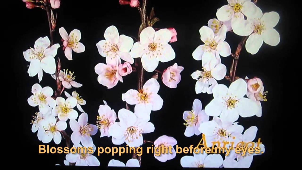 Popcorn Popping on the Apricot Tree for nurseryage kids YouTube