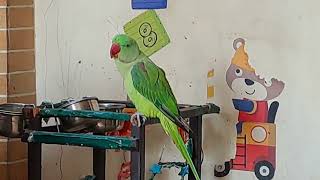 Ringneck Parrot Speaking Meow With Me