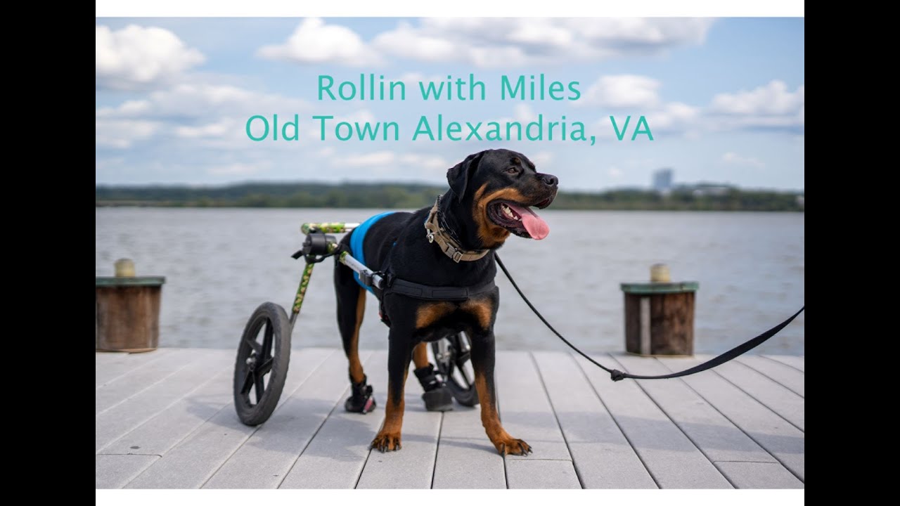 Rollin with Miles in Old Town Alexandria, VA