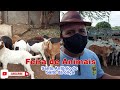 FEIRA DE ANIMAIS EM SANTO ANTÔNIO DO SALTO DA ONÇA- RN. 17/04/2021