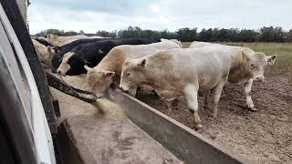 Feeding Bulls Crash Course!!