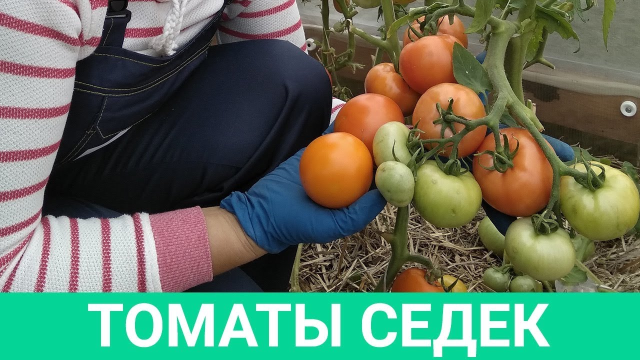 ЭТИМ ТОМАТАМ НЕТ КОНКУРЕНТОВ!  БЕССТЫДНО ВКУСНЫЕ И НЕПРИЛИЧНО УРОЖАЙНЫЕ