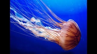ОСТОРОЖНО! САМЫЕ ОПАСНЫЕ ДЛЯ ЖИЗНИ ЧЕЛОВЕКА МЕДУЗЫ! ОСТОРОЖНО! САМЫЕ ОПАСНЫЕ ДЛЯ ЖИЗНИ ЧЕЛОВЕКА МЕДУЗЫ!