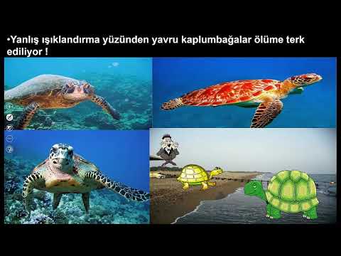 Video: Pencerede Işık: Kronoloji Denemesi