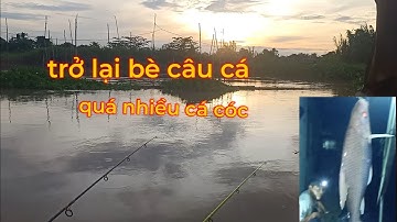 Chuyến Câu đêm trên bè kéo cá cóc mỏi tay cá ăn lia lịa