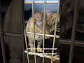 Tacoma shelter in need of fosters after taking in 100-plus seized cats