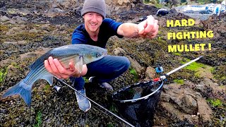 MULLET FISHING - Hard Fighting Fish ! How To Catch Mullet screenshot 5