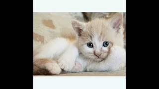 تمييز الذكر من الانثى فى القطط الصغيرة للدكتور حسن هلال