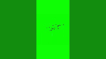 Bird Flying Green Screen  : shorts  #moon #edit   #automobile #astronomy #fishing #animation