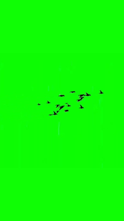 Bird Flying Green Screen  : shorts  #moon #edit   #automobile #astronomy #fishing #animation