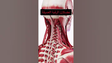 عضلات الرقبة العميقة 