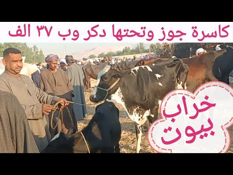 لن تصدق أسعار البقر الوالد والعشر والحلاب بسوق الخميس اليوم ٣٠ ١٠ ٢٠٢٥م
