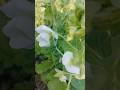 मटर में आया फूल अब जल्द मिलेगा मटर खाने को Peas have flowered, now you will soon get peas to eat