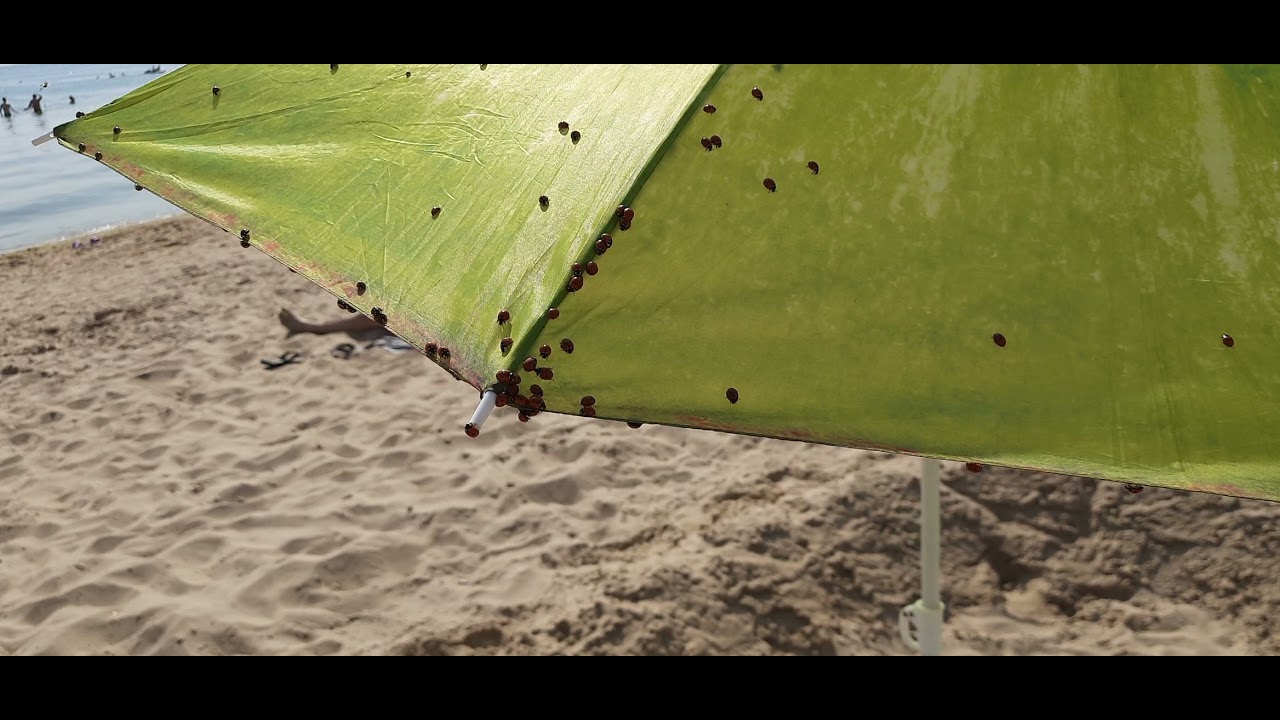 Божьи коровки в анапе 2021 на пляже Божьи коровки в анапе 2021 на пляже