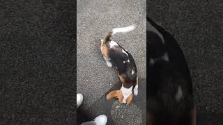 #dog #smallbeagle #beaglebreed #shortvideo #beagleworld #beagledog #puppy #beagleboy #funny