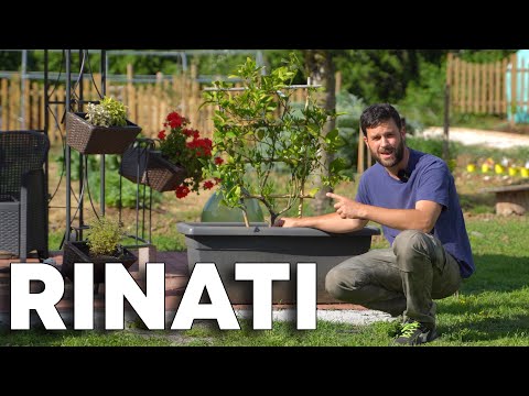 Video: Come nutrire un limone a casa e quando concimare?