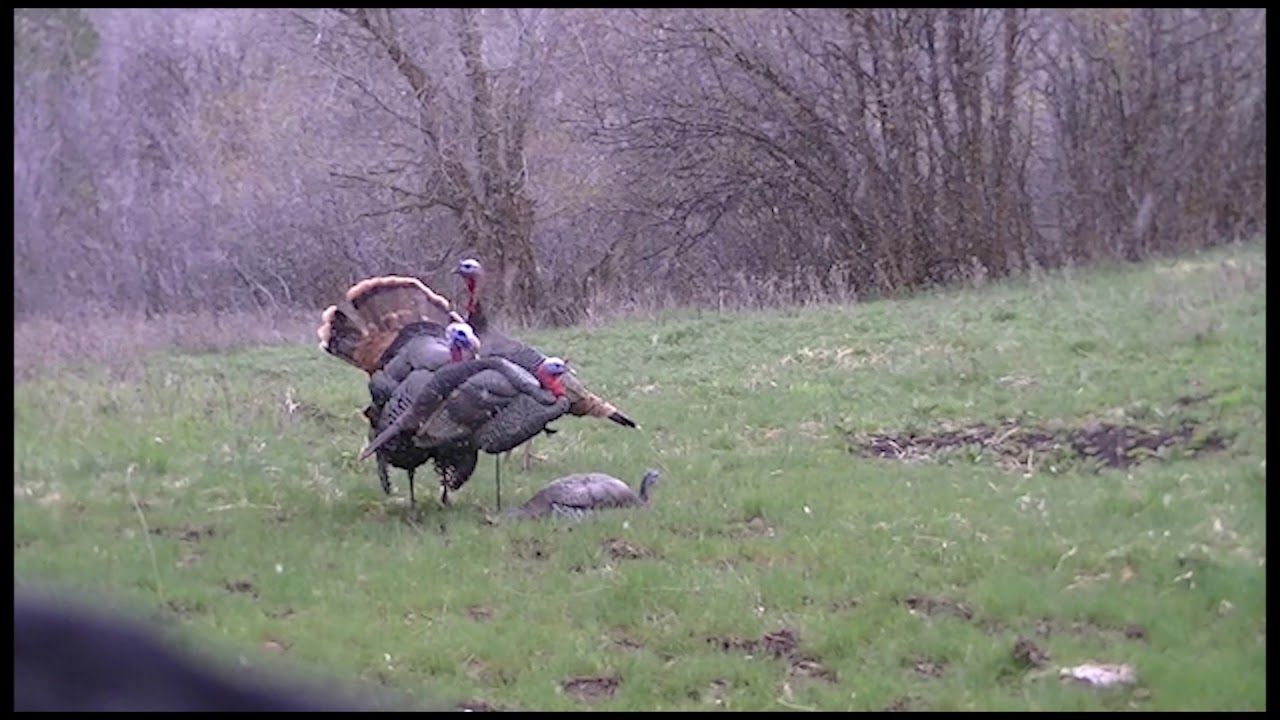 Turkey Hunting | West Canyon Ranch 
