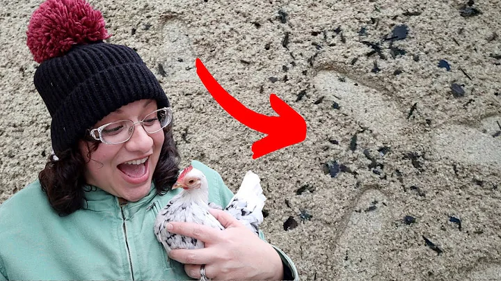 MUDDY Chicken Run SOLUTION Update plus BIG STORM Clean Up!