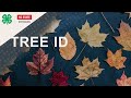 Tree Identification, A Spark Activity