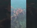 shark #viral