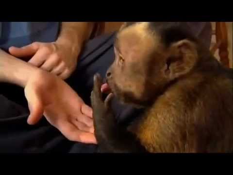 Video: Man + Monkey: Experimenten Doorgaan? - Alternatieve Mening