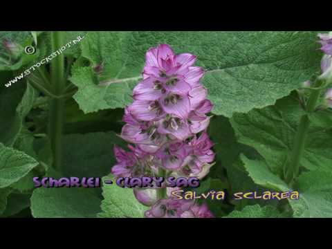 Video: Clary Sage Plant - How To Grow Clary Salvie