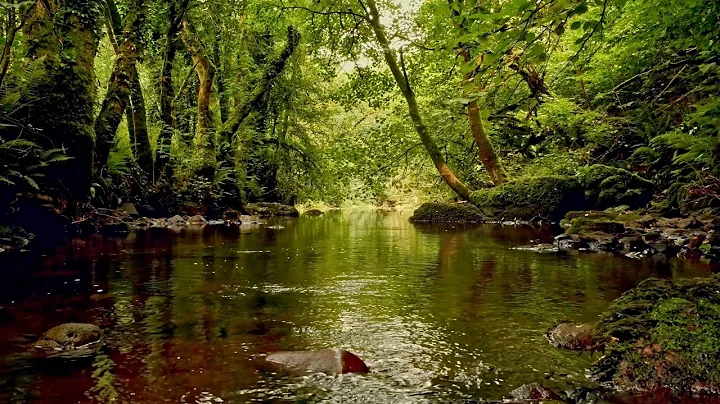 FOREST STREAM SOUNDS, GENTLE BIRD SONG, RELAXING NATURE SOUNDS, COLLABORATION WITH@GoodMorningBirds thumbnail