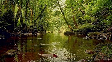 FOREST STREAM SOUNDS, GENTLE BIRD SONG, RELAXING NATURE SOUNDS, COLLABORATION WITH@GoodMorningBirds