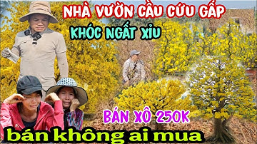 Vỡ Trận Làng Mai Bình Lợi Hạ Giá Cực Rẻ Không Ai Mua Nhà Vườn Khóc Ngất Xỉu Luôn Rồi