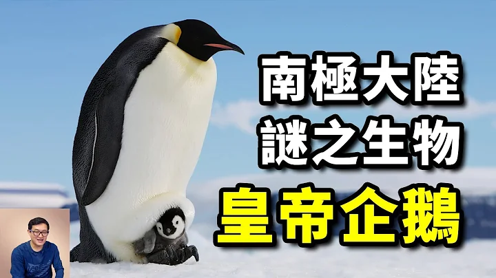 南極最驚人的謎團，動物界最純的爺們！皇帝企鵝到底經歷了什麼？【老肉雜談】 - 天天要聞