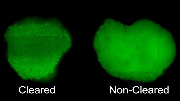 Tissue Clearing of HepG2 Spheroids for HCS
