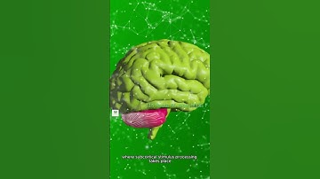 Unlocking the Secrets of the Mind: Neuro-Philosophy and Emotional Processing