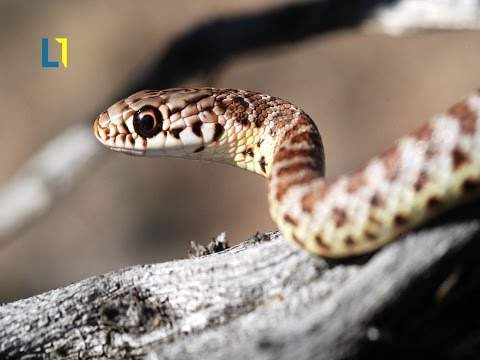 וִידֵאוֹ: 5 הנחשים הארסיים ביותר על פני כדור הארץ