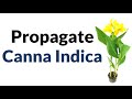 How to propagate canna indica plant