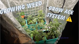 Growing Weed With GrowAce System !!!