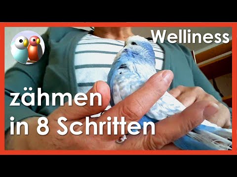 Video: 3 Möglichkeiten, Welse zu fangen