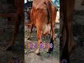 छपिया पशु मंडी गोरखपुर से यह गाय हनीफ डेरी फार्म प्रयागराज के लिए सेल हुई#cow #video #up#post#india