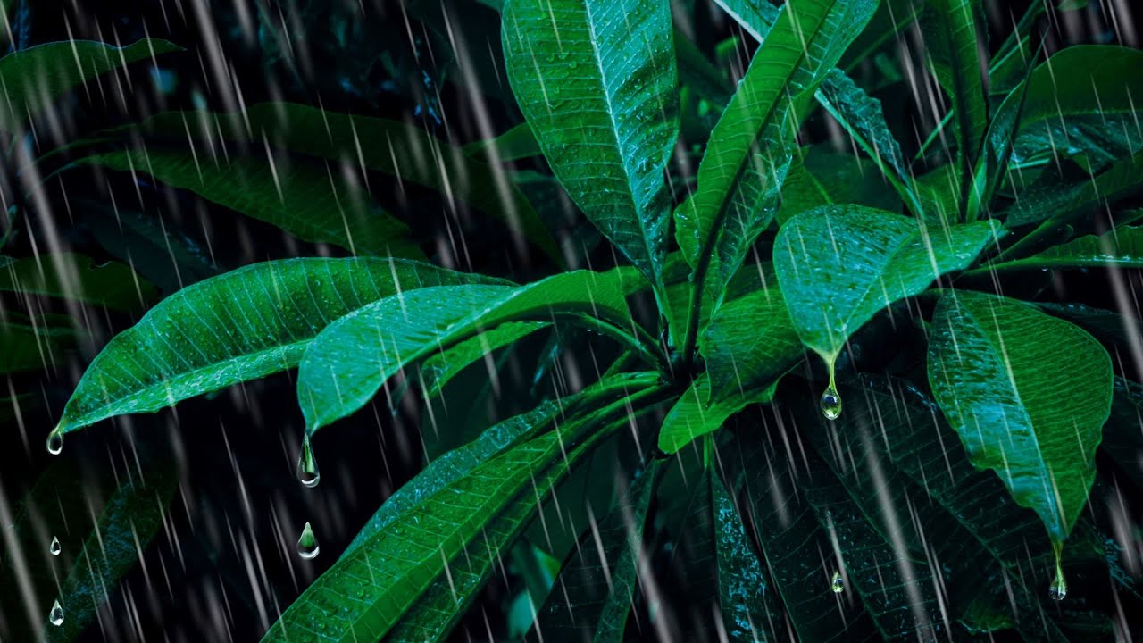 Rain and Thunder Sounds for Sleep and Relaxation