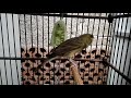 Kenari Durasi Panjang Masteran Kenari Durasii Rasa Lovebrid Gampang Di Tiru Dengan Suara Burung Asli Mp3 - Mp4 Download