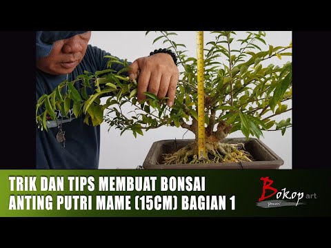 TRIK DAN TIPS MEMBUAT BONSAI ANTING PUTRI MAME (15cm) bagian 1