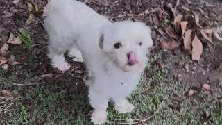 Frisco family grieving after dog killed in bobcat attack