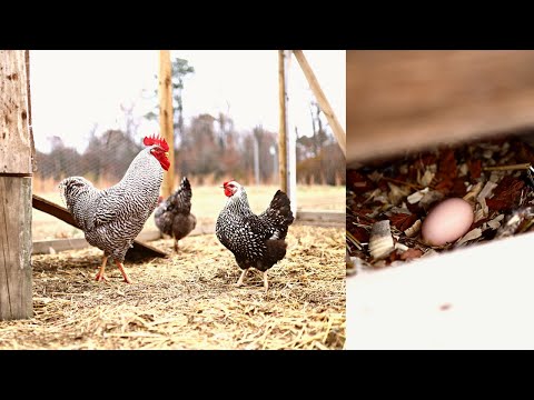 Egg Label 101 Understanding Grocery Store Terms