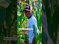 Ukiluka Mkojo Ukanyage Mafi 2026 Funny Shortvideo Comedy 
