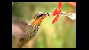 Hummingbirds Feeding In Super Slow Motion