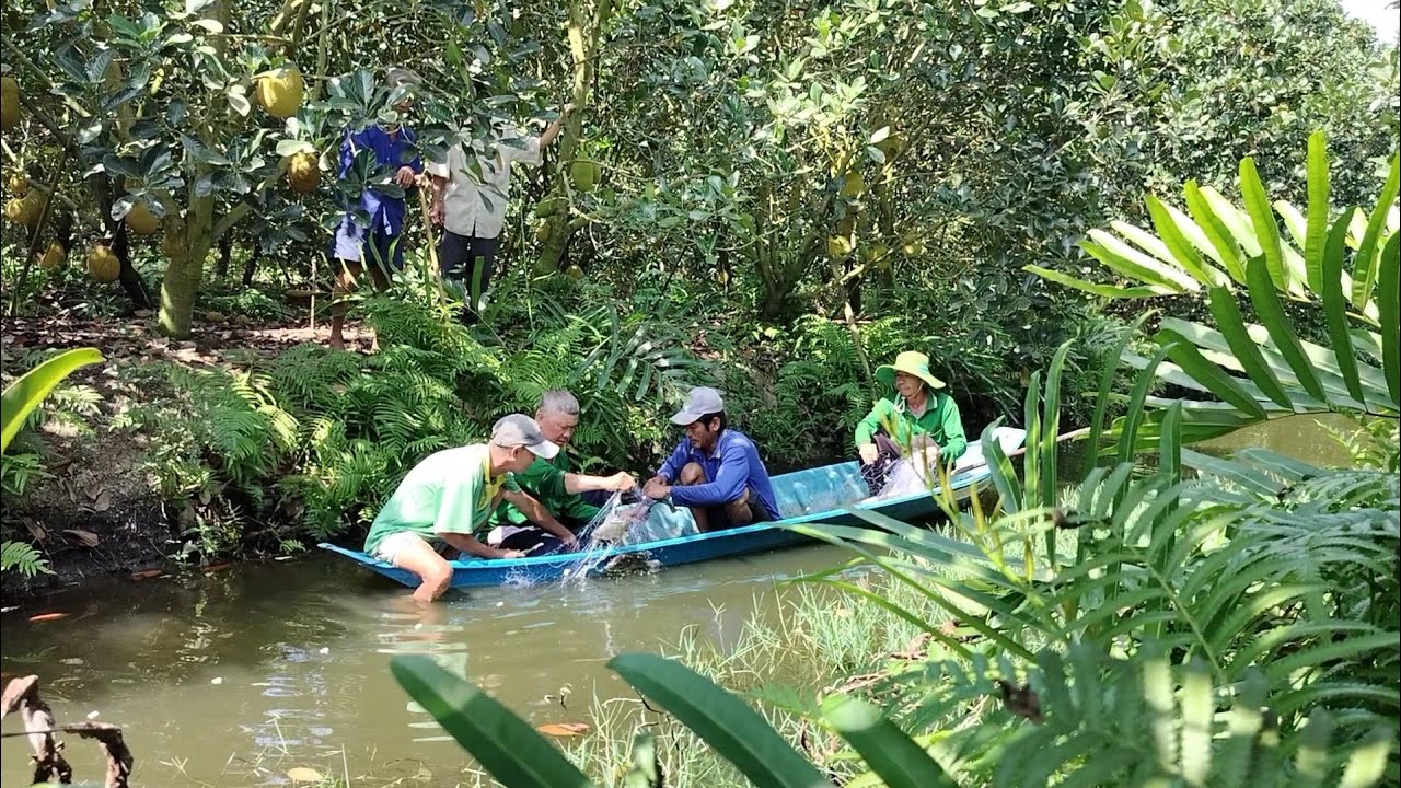 Sãn Được Cá Hô Nấu Món Ăn Này Càng Ăn Càng Ngon Cập Cá Nướng... Kiệt Làng Quê..
