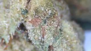 Marijuana Under The Microscope  -  Exhibit # 1