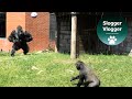 Watch Out Lope The Gorilla Rolling Past