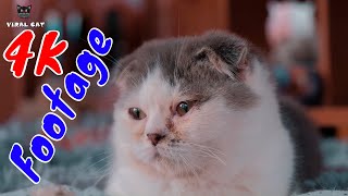 4K Quality Animal Footage  Cats and Kittens Beautiful Scenes Episode 13 | Viral Cat