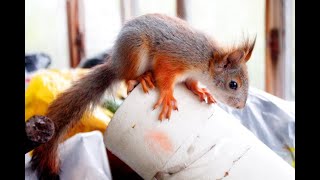 К Серику пришел товарищ. Белка на балконе. Squirrel living on my balcony. (видео 8)