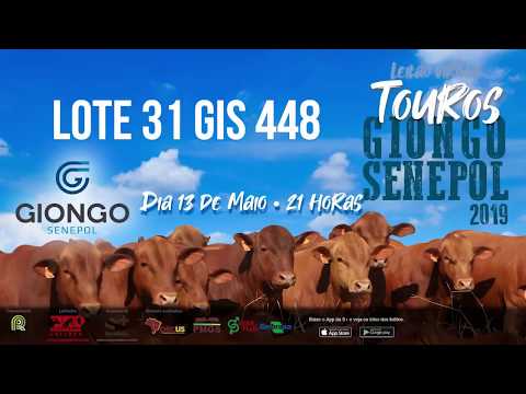 LOTE 31 GIS 448